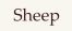 Sheep