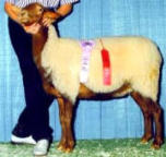 California Red Ewe Evie